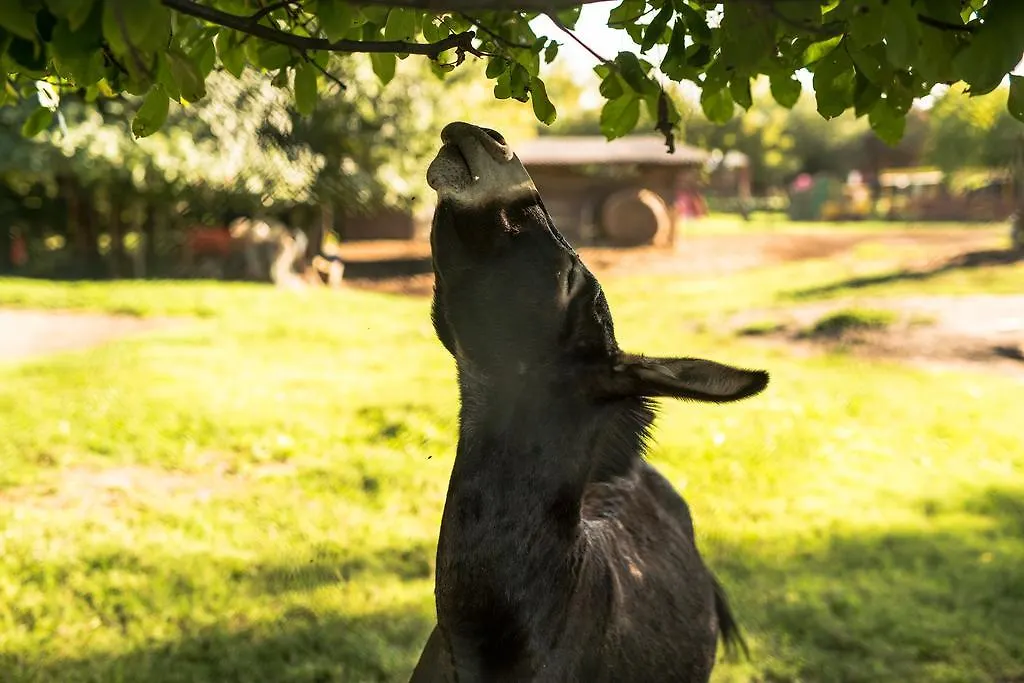 Farm stay Agriturismo Tre Rondini Legnago